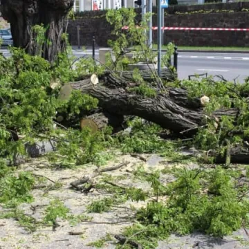 Drzewa na ulicy Reymonta poszły pod topór