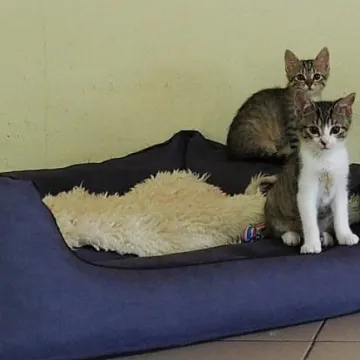 Adoptuj kotka za złotówkę