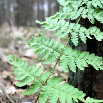 Leśne krajobrazy na plenerze fundacji „Foto POZYTYW”