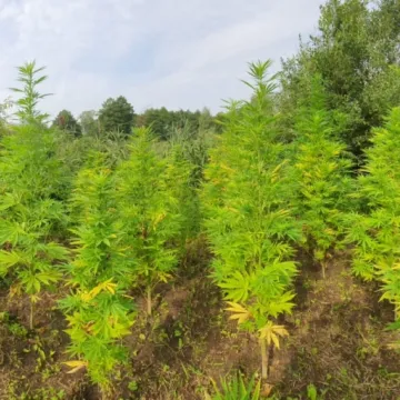 Policjanci zlikwidowali plantację konopi