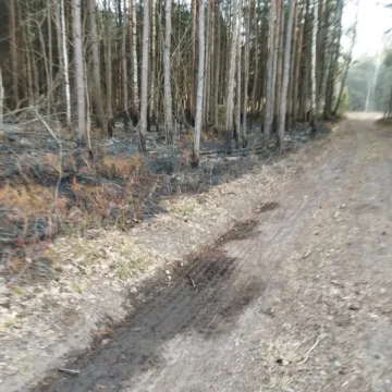 [WIDEO] Spłonęło 3,5 hektara poszycia w Szczepocicach Rządowych