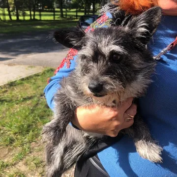 Udane czipowanie zwierzaków w Radomsku