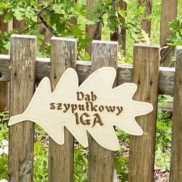 „Iga” – takie imię nosi od dziś dąb w Radomsku. To potomek dębu „Bartek”