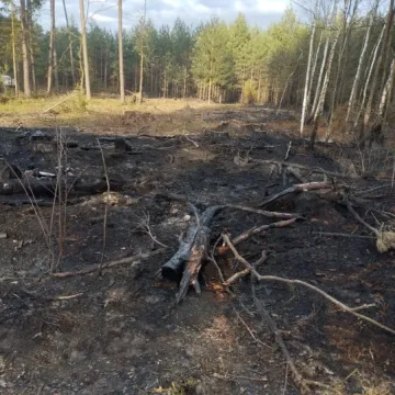 [WIDEO] Spłonęło 3,5 hektara poszycia w Szczepocicach Rządowych