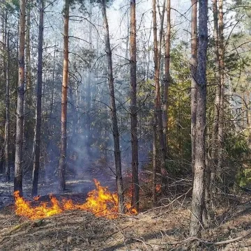 Spaliło się 10 ha poszycia leśnego