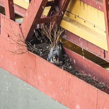 Sokoły wędrowne z Elektrowni Bełchatów czekają na potomstwo