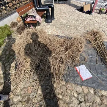 Zielone Radomsko. Darmowe sadzonki dla mieszkańców