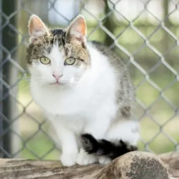 Podaruj seniorowi domek, by na zawsze merdał mu ogonek