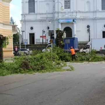 Drzewa na ulicy Reymonta poszły pod topór