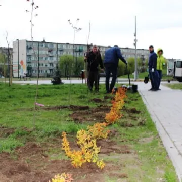 Samorządowcy z Platformy Dialogu sadzili drzewa