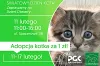 Światowy Dzień Kota - adoptuj zwierzaka ze schroniska