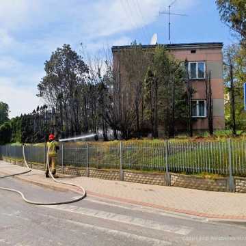 Pożar przy skrzyżowaniu ul. Wyszyńskiego i Skoczyńskiego w Radomsku. Płonęły tuje