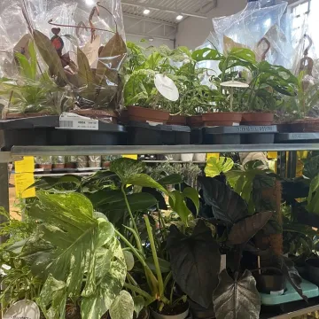 Rośliny opanowały Radomsko. Festiwal Roślin odbył się po raz pierwszy