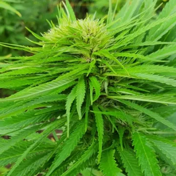 Policjanci zlikwidowali plantację konopi