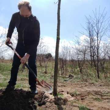 Prezydent Radomska sadził drzewa przy ul. Unii Europejskiej