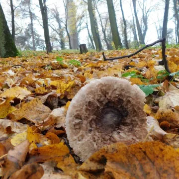 Pałac i natura w obiektywie