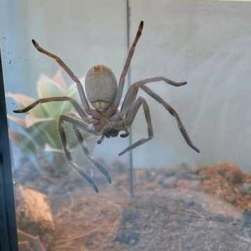Kilkadziesiąt pająków można podziwiać na wystawie w Radomsku