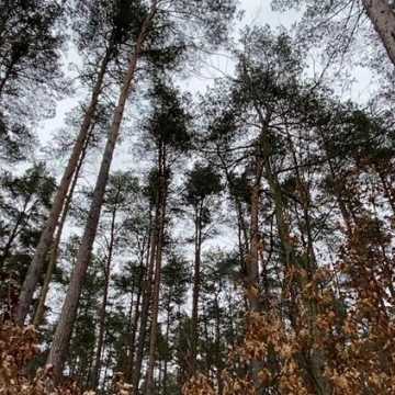 Radomszczańska odsłona Międzynarodowego Dnia Lasów. Wspólny spacer z RAS