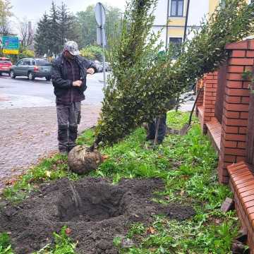 W Radomsku sadzone są nowe drzewa. To realizacja projektu budżetu obywatelskiego