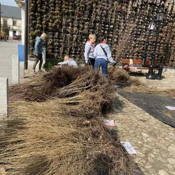 Zielone Radomsko. Darmowe sadzonki dla mieszkańców
