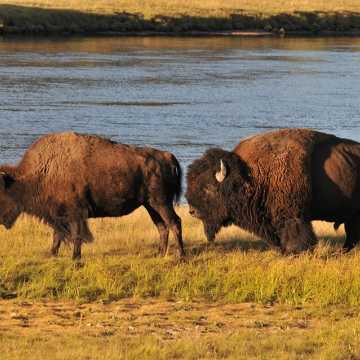 [WIDEO] Uwaga! W Gminie Gidle pojawiły się bizony