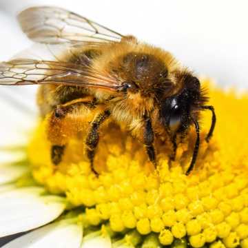 Pszczoły i ich znaczenie dla bioróżnorodności, człowieka i klimatu