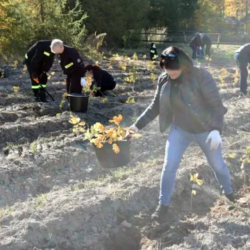 Wspólnie sadzili las