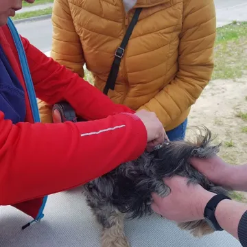 W schronisku w Radomsku bezpłatnie czipowano zwierzęta