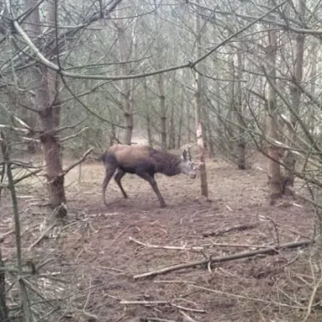 Leśnicy uratowali jelenia