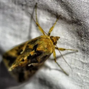 Wabili owady do światła