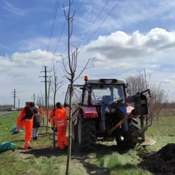Prezydent Radomska sadził drzewa przy ul. Unii Europejskiej
