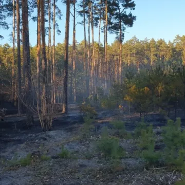 Pożar lasu w Małej Wsi w gm. Żytno
