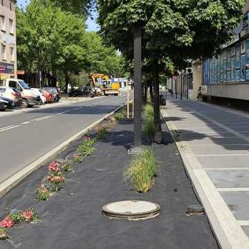 Zazielenia się ulica Reymonta w Radomsku