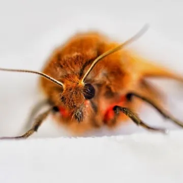 Wabili owady do światła