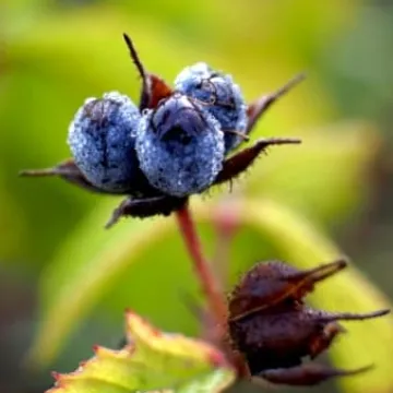 Macro fotografia z Foto Pozytywem