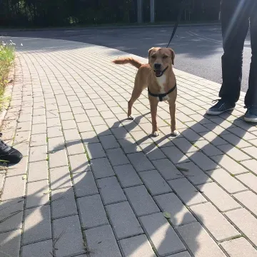 Udane czipowanie zwierzaków w Radomsku