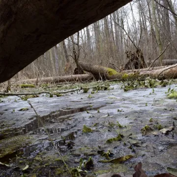 Leśne krajobrazy na plenerze fundacji „Foto POZYTYW”