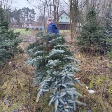 Wielkie „Choinkobranie” w Radomsku