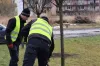 Drzewa na ul. Reymonta w Radomsku są przesadzane z donic. Będą rosły na „gliniankach”