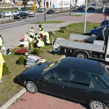 W Radomsku posadzono ponad 300 bratków w żółtym i niebieskim kolorze