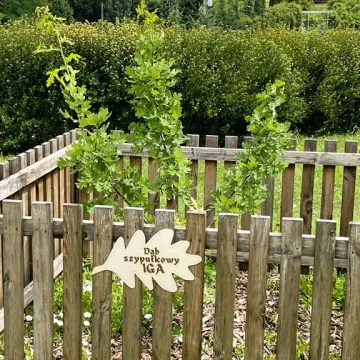 „Iga” – takie imię nosi od dziś dąb w Radomsku. To potomek dębu „Bartek”