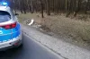 Policjanci jechali do wypadku. W ich radiowóz uderzył samochód