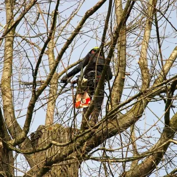 Trwa pielęgnacja najstarszej topoli w Radomsku