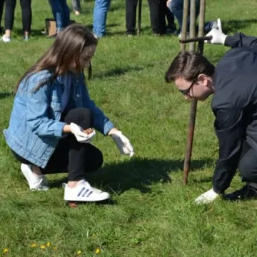 Krokusy zakwitną na „Wielorybku”