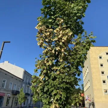 Oparzenie słoneczne drzew na ul. Reymonta w Radomsku