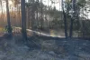 Pożar lasu w Małej Wsi w gm. Żytno