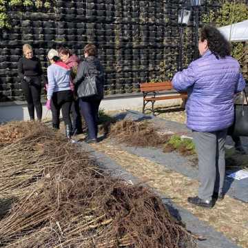 Akcja „Zielone Radomsko”. Do rozdania 8 tys. sadzonek drzew