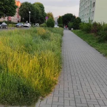 Betonoza kontra łąki kwietne