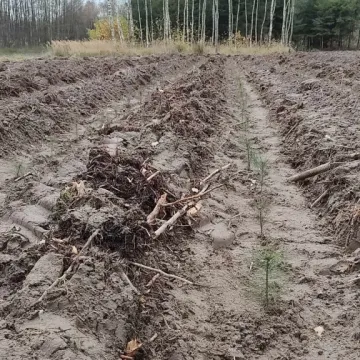 Dobiegła końca jesienna akcja odnowienia powierzchni leśnych