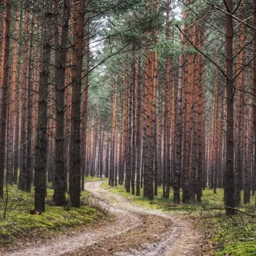Leśne krajobrazy na plenerze fundacji „Foto POZYTYW”